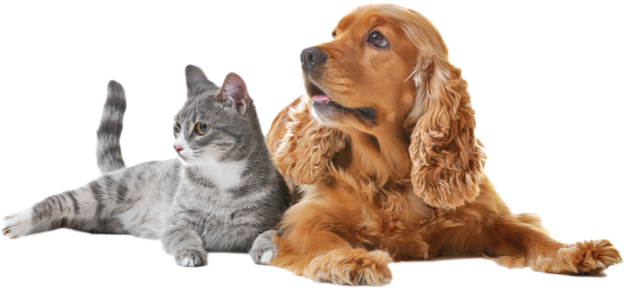 Red Hill Vet Clinic | Veterinary Clinic Pets Enjoy Visiting