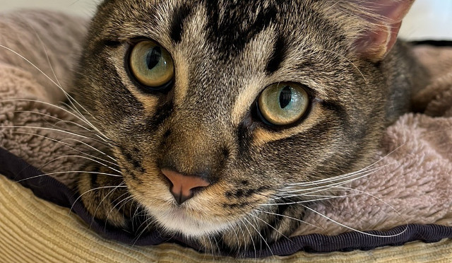 Say Hello to clinic cat Jerry. - Red Hill Vet Clinic | Veterinary Clinic  Pets Enjoy Visiting