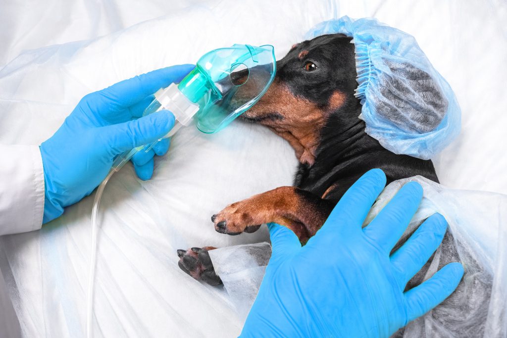 A dog being prepared for a laparoscopic spay.